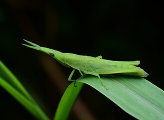 Green Grasshopper Resting on a Leaf in Natural Habitat
