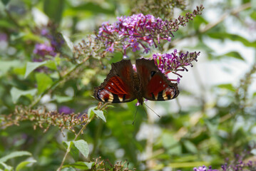 European peacock butterfly (Aglais io) perched on summer lilac in Zurich, Switzerland