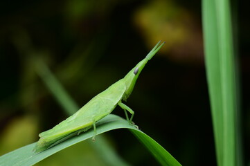 Close-Up of a Green Grasshopper on a Leaf