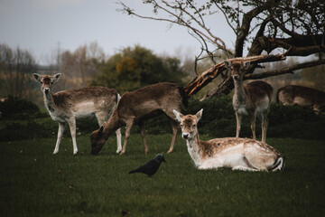 Group of deer in the woods