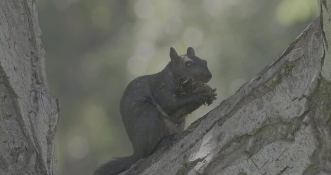 Black squirrel eating on a tree branch in the park with blurry background
