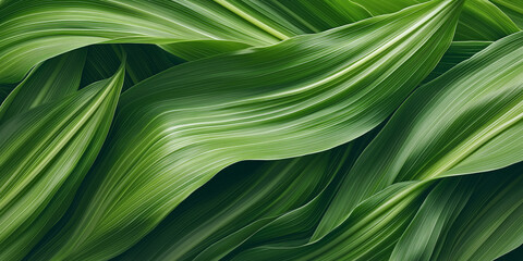Abstract organic green corn filed lines as wallpaper background