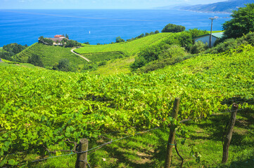 Field of vineyards in Zumaia, Eitzaga next to Getaria, Basque Country, Spain