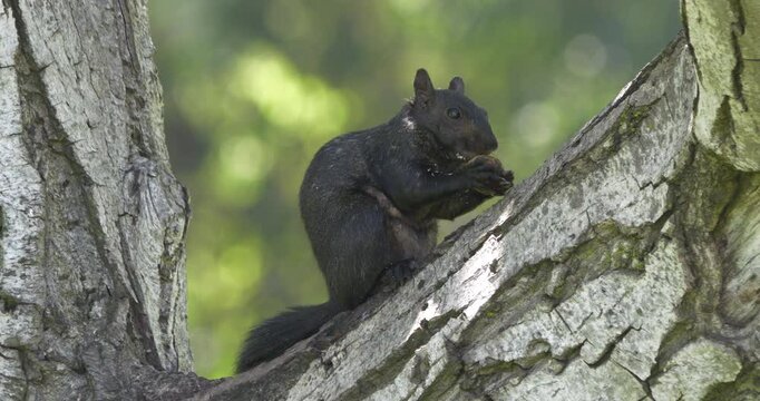 Black squirrel eating on a tree branch in the park