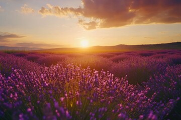 Fototapeta premium Serene Sunset Over Lavender Fields