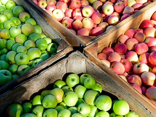 A food concept photo of green and red apples in large wooden crates in eastern Washington.