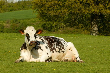 Vache normande (Orne)