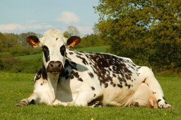Vache normande (Orne)
