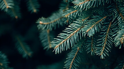 Close up of a fir tree branch with green needles. Natural evergreen texture background for Christmas holiday season designs, winter themes, or backdrop with copy space.