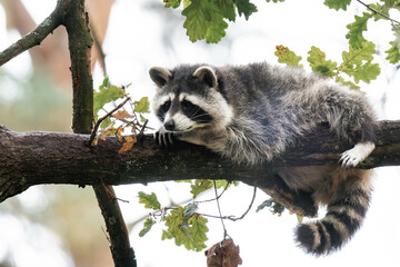 Raccoon relaxing on a tree © Alicia