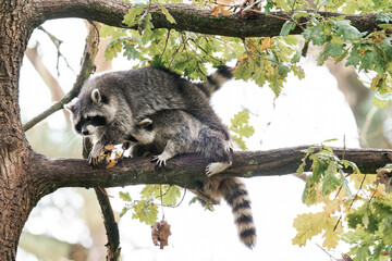 Two raccoons playing together on a tree