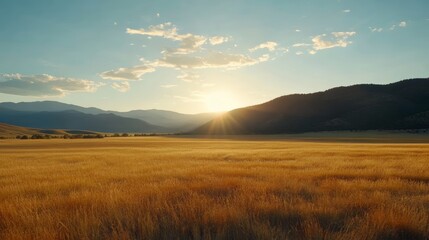 Fototapeta premium Golden sunlight on a tranquil meadow, serene nature landscape of tall grass in peaceful field