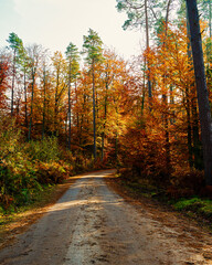 Fototapeta premium Golden hour in a beautiful colorful autumn forest