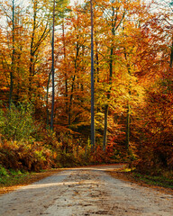 Golden hour in a beautiful colorful autumn forest