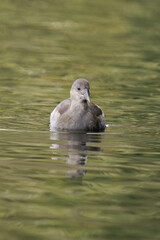 Young common moorhen (Gallinula chloropus) swimming on a lake.