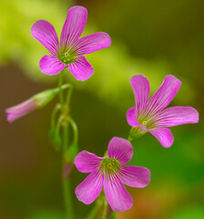 Pink wood sorrel (Oxalis crassipes rosea), private garden, Uniondale.
