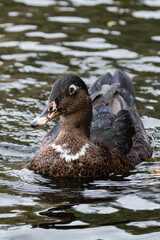 Duck swimming on a lake.