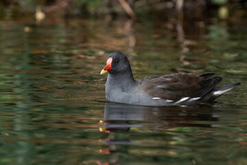 Common moorhen (Gallinula chloropus) swimming on a lake