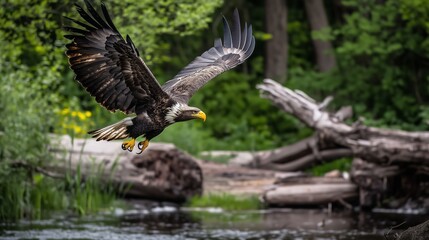 Obraz premium Bald eagle is flying over a body of water