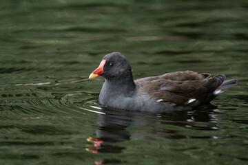 Common moorhen (Gallinula chloropus) swimming on a lake
