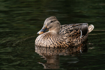 Female mallard duck swimming on a lake