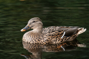 Female mallard duck swimming on a lake