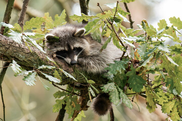 Raccoon relaxing on a tree
