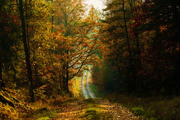 Obraz premium Golden hour in a beautiful colorful autumn forest