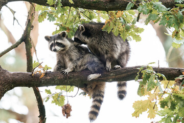 Two raccoons playing together on a tree © Alicia