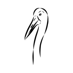 Hand drawn Brolga, Australian crane illustration