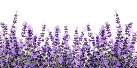 Obraz premium PNG Lavender border flower plant backgrounds.