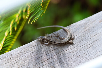 Close-Up of Common Wall Lizard: Blending on a Wooden Terrace Among Trees in the South of France