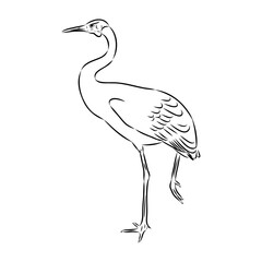 Hand drawn Brolga, Australian crane illustration