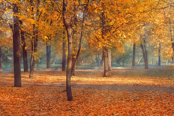 A picturesque autumn landscape with trees in a forest with yellow leaves
