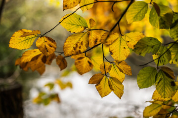 autumn leaves on a tree