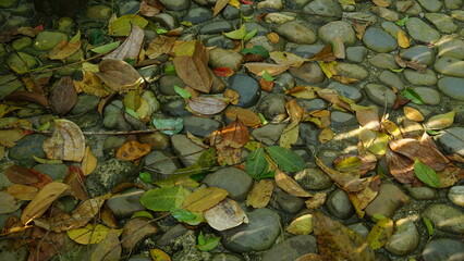 Natural Stone Pathway Lined with Shady Trees in City Park