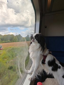 A small dog sitting by a train window, gazing outside at the passing landscape. The cozy setting creates a cute and calm travel moment