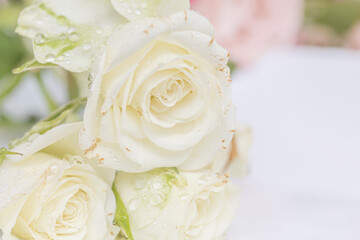 stunning white roses with water droplets , showcasing its freshness and purity. Nature's elegance and grace  Macro, copy space. Floral background, still life, love, romance,