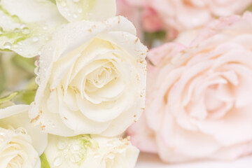 Enchanted pale pink  and white roses with water drops macro. Beautiful rose flowers, still life, love, spring, romance design. Gentle floral background