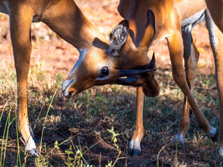 Two male impala cubs (Aepyceros melampus) in fighting mode.