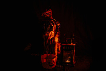 Zdjęcie psa w kostiumie Halloween na strasznym tle