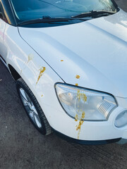 Fototapeta premium A whitecolored vehicle that has noticeable yellow stains on its hood surface, suggesting it may have been parked in an area with substances that caused the discoloration