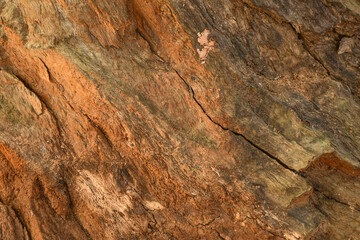 The bark of a tree is rough and has many cracks. The texture of the bark is uneven and jagged