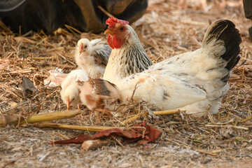 hen and chickens