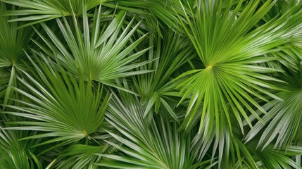 Vibrant green palm leaves filling the frame in a lush tropical environment during daytime