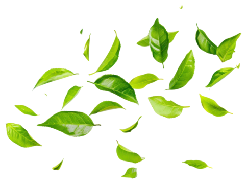 PNG Green tea leaves flying in the air backgrounds plant green.