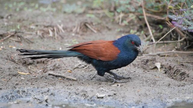 Coucals, Crow pheasants in the pond