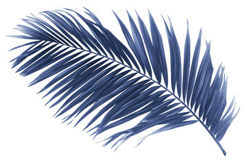 Obraz premium PNG Antique of palm leaves sketch outdoors drawing.