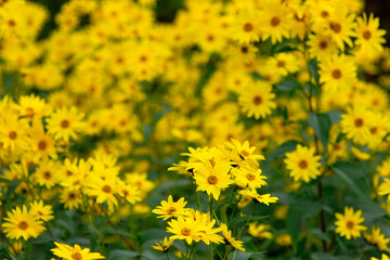 Jerusalem artichoke, Helianthus tuberosus flowers in the meadow, close up. Full bloom in autumn