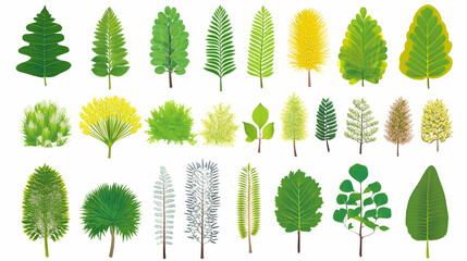 Fototapeta premium A collection of 24 cartoon leaves and branches in various colors and shapes isolated on white background.